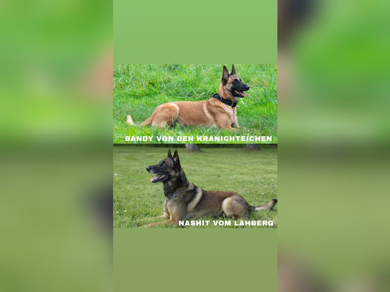 Malinois-Welpen mit Ahnentafel (FCI/VDH/BSB)