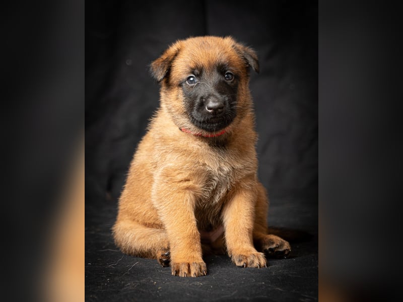 Malinois-Welpen mit Ahnentafel (FCI/VDH/BSB)