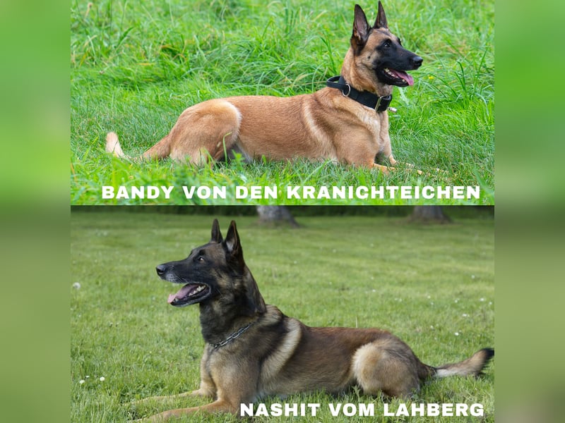 Malinois-Welpen mit Ahnentafel (FCI/VDH/BSB)