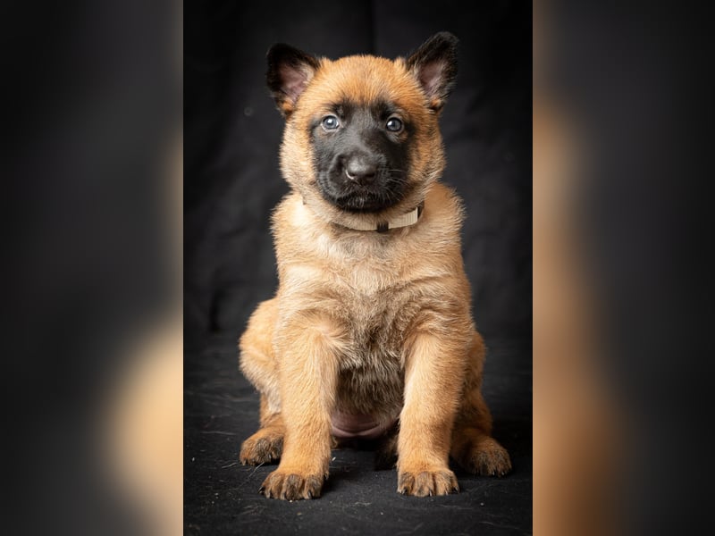 Malinois-Welpen mit Ahnentafel (FCI/VDH/BSB)