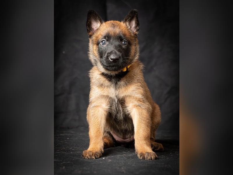 Malinois-Welpen mit Ahnentafel (FCI/VDH/BSB)