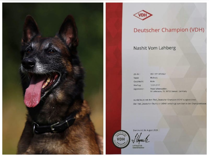 Malinois-Welpen mit Ahnentafel (FCI/VDH/BSB)