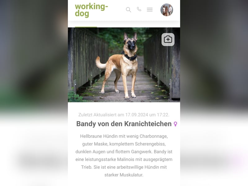 Malinois-Welpen mit Ahnentafel (FCI/VDH/BSB)