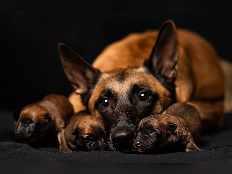 Malinois-Welpen mit Ahnentafel (FCI/VDH/BSB)