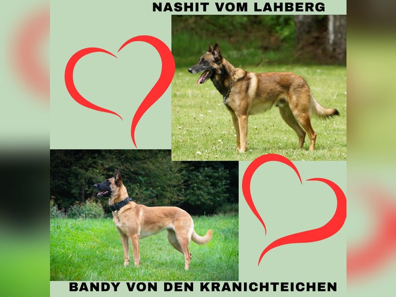 Malinois-Welpen mit Ahnentafel (FCI/VDH/BSB)