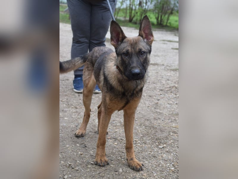 Malte - liebt die  Menschen und sucht das Abenteuer