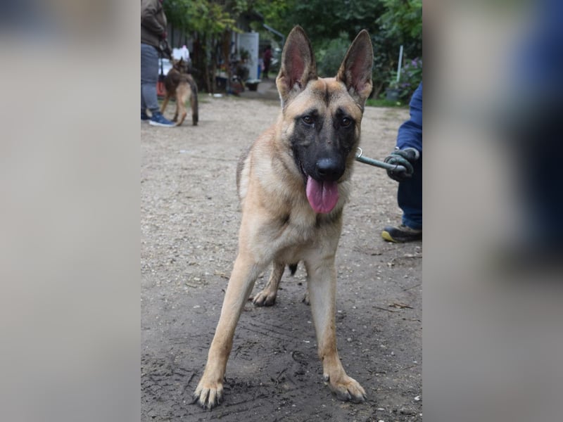 Sammy - aufgeschlossener, unerschrockener und aktiver Rüde