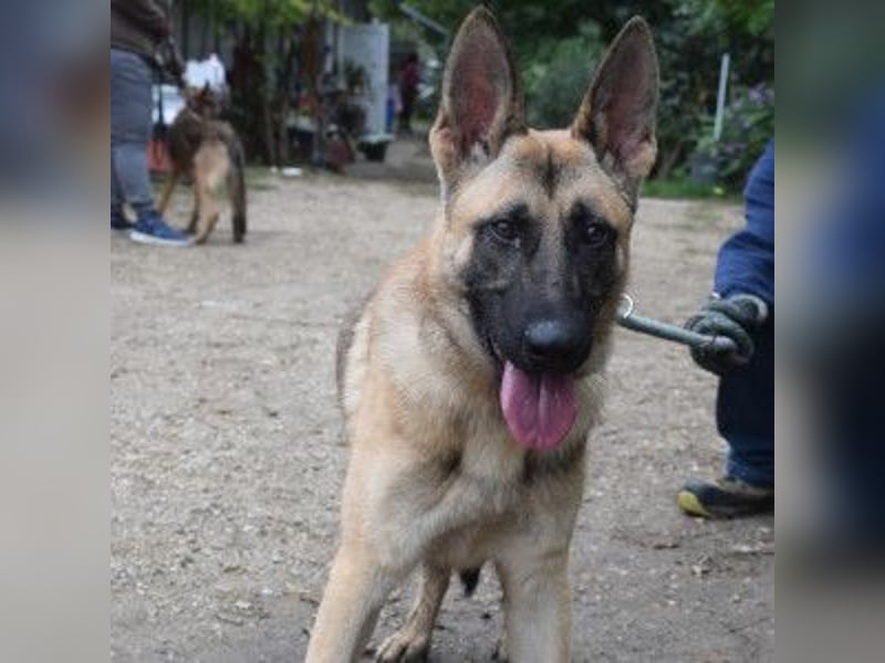 Sammy - aufgeschlossener, unerschrockener und aktiver Rüde