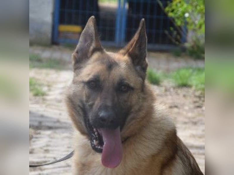 Amy- benötigt viel Bewegung und auch geistige Auslastung