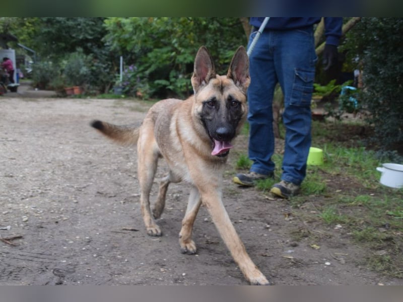 Sammy - aufgeschlossener, unerschrockener und aktiver Rüde