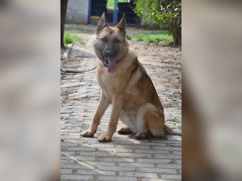 Amy- benötigt viel Bewegung und auch geistige Auslastung