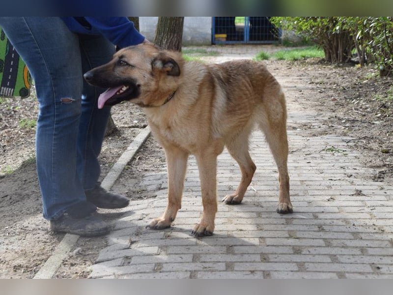 Amy- benötigt viel Bewegung und auch geistige Auslastung