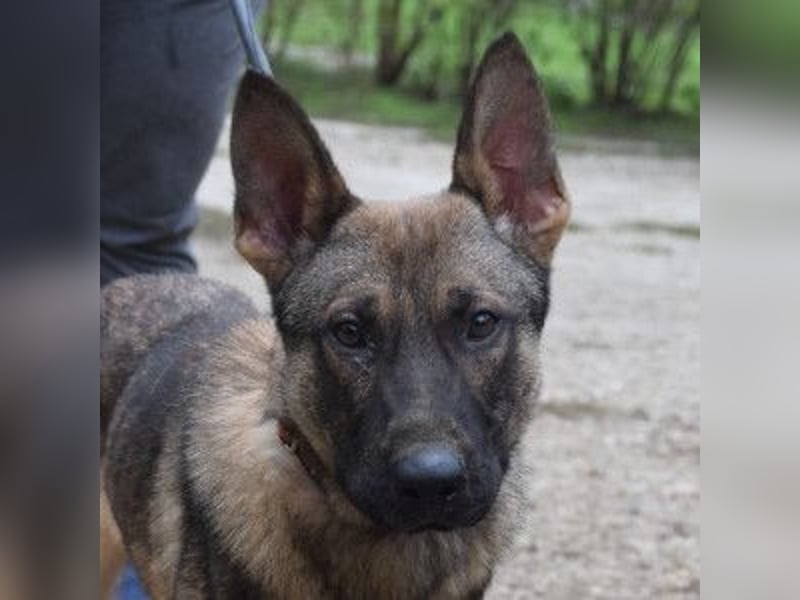 Malte - liebt die  Menschen und sucht das Abenteuer
