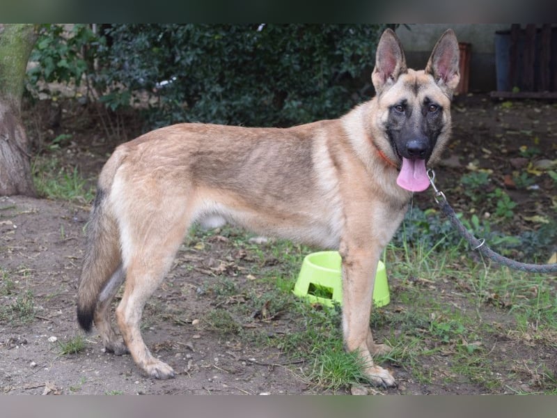 Sammy - aufgeschlossener, unerschrockener und aktiver Rüde