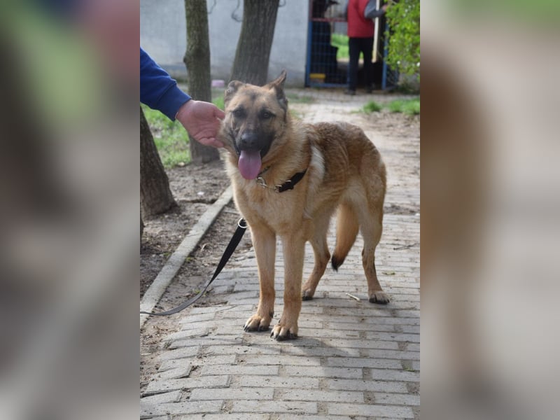 Amy- benötigt viel Bewegung und auch geistige Auslastung