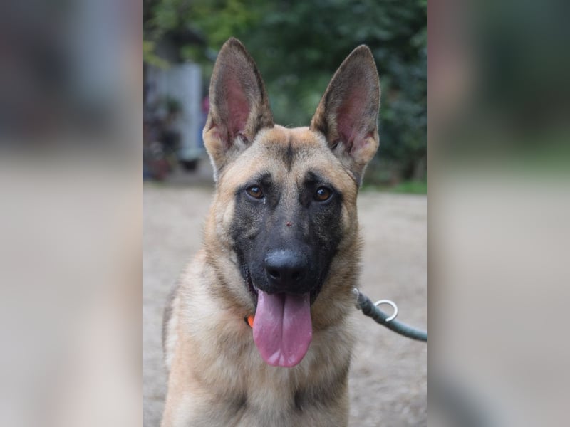 Sammy - aufgeschlossener, unerschrockener und aktiver Rüde