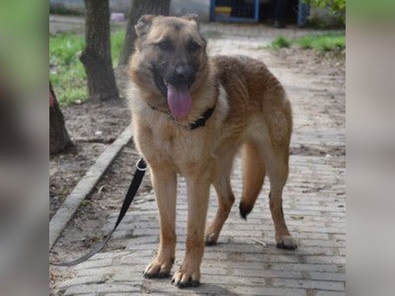 Amy- benötigt viel Bewegung und auch geistige Auslastung