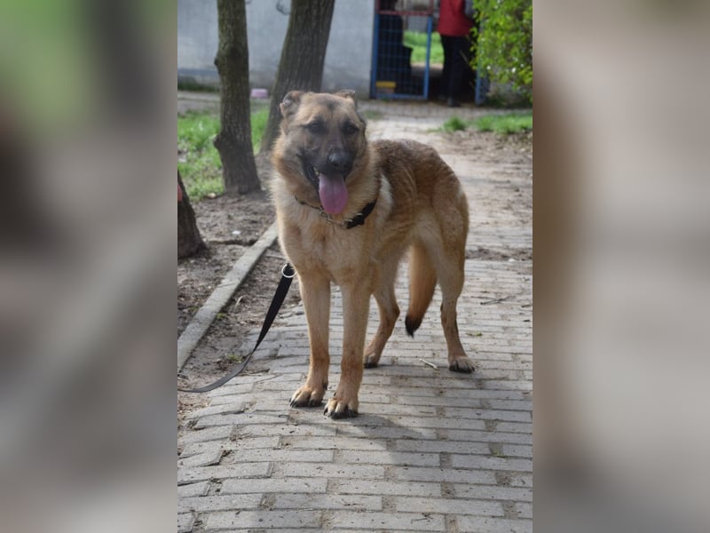 Amy- benötigt viel Bewegung und auch geistige Auslastung