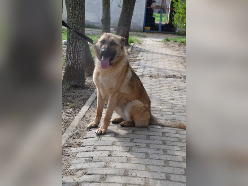 Amy- benötigt viel Bewegung und auch geistige Auslastung