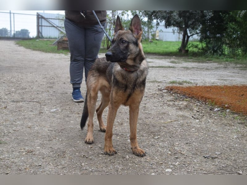 Malte - liebt die  Menschen und sucht das Abenteuer