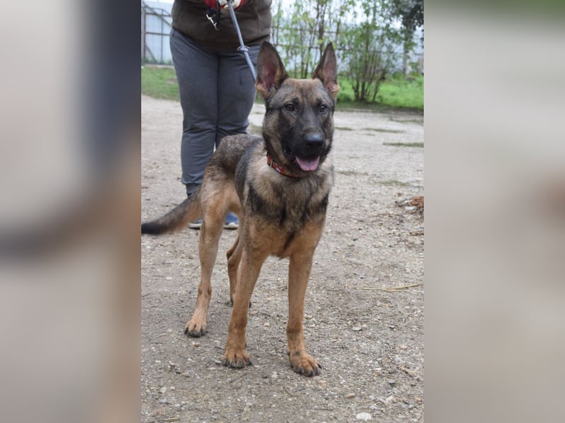 Malte - liebt die  Menschen und sucht das Abenteuer