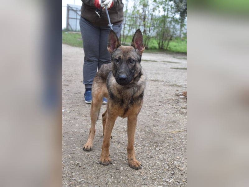 Malte - liebt die  Menschen und sucht das Abenteuer