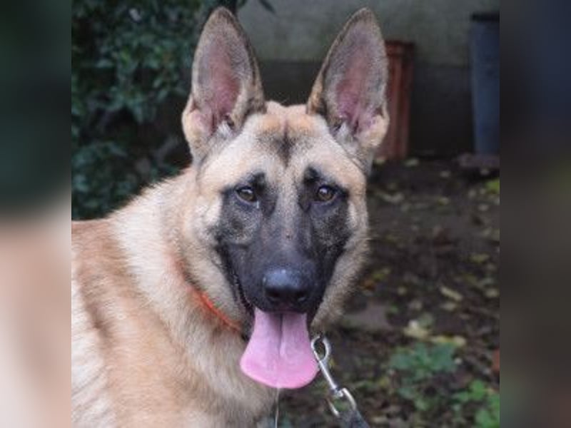 Sammy - aufgeschlossener, unerschrockener und aktiver Rüde