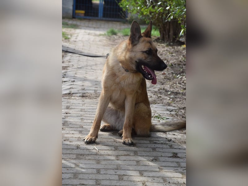 Amy- benötigt viel Bewegung und auch geistige Auslastung