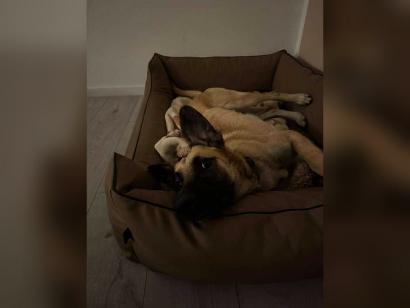 lieber Junghund Malinois Mischlings-Rüde Aladin sucht eine Familie