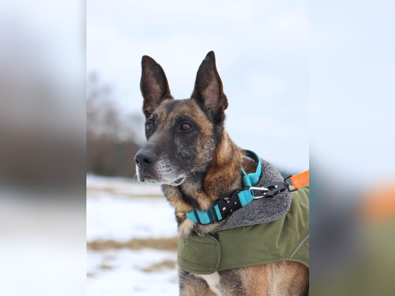 Herzenshund Malinois Mix Kurt sucht seine Menschen