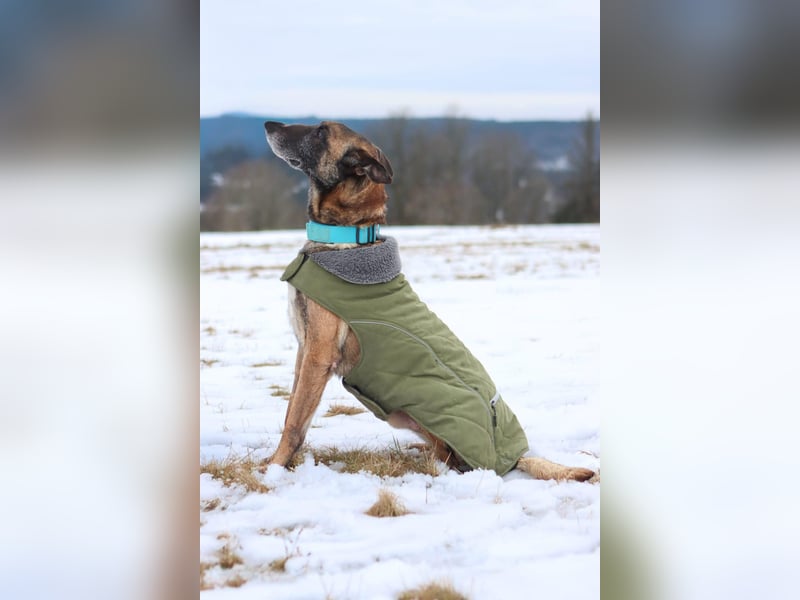 Herzenshund Malinois Mix Kurt sucht seine Menschen