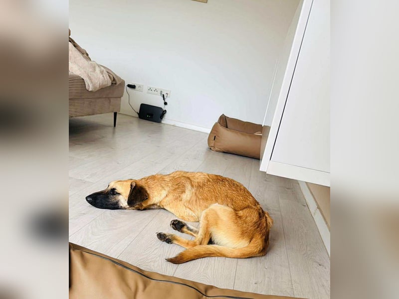lieber Junghund Malinois Mischlings-Rüde Aladin sucht eine Familie