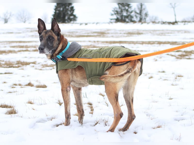 Herzenshund Malinois Mix Kurt sucht seine Menschen