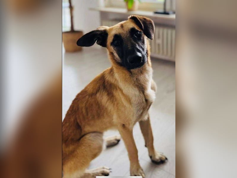 lieber Junghund Malinois Mischlings-Rüde Aladin sucht eine Familie
