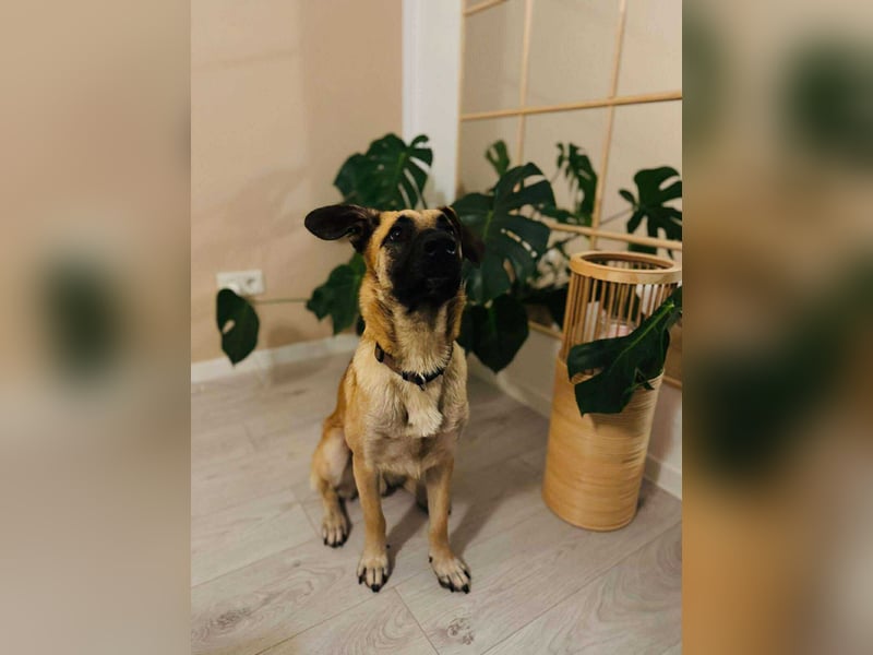 lieber Junghund Malinois Mischlings-Rüde Aladin sucht eine Familie