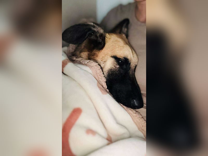 lieber Junghund Malinois Mischlings-Rüde Aladin sucht eine Familie