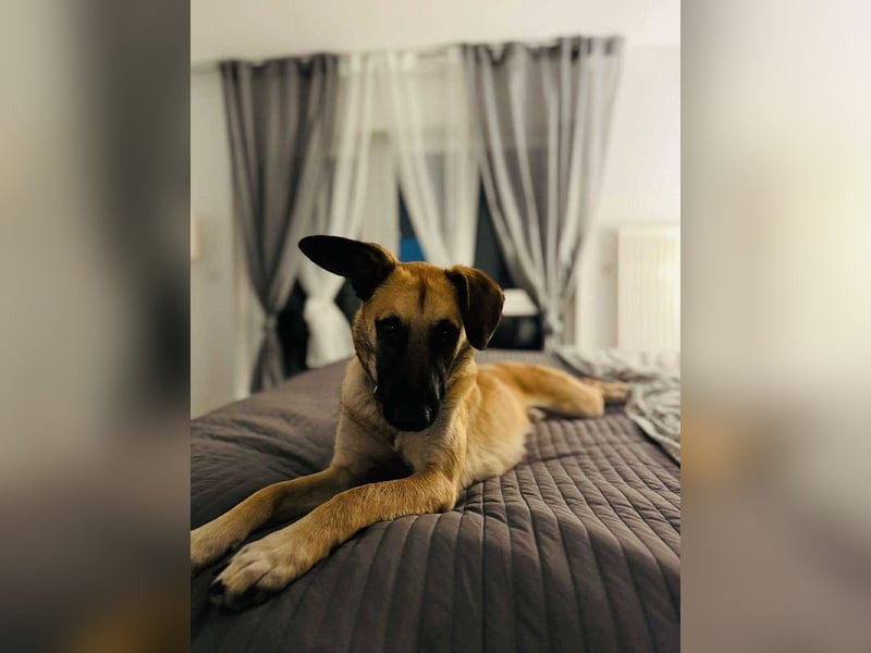 lieber Junghund Malinois Mischlings-Rüde Aladin sucht eine Familie