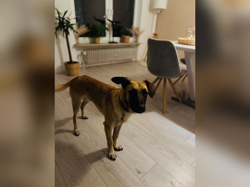 lieber Junghund Malinois Mischlings-Rüde Aladin sucht eine Familie