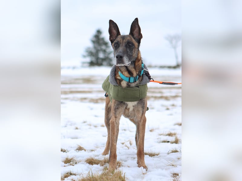 Herzenshund Malinois Mix Kurt sucht seine Menschen