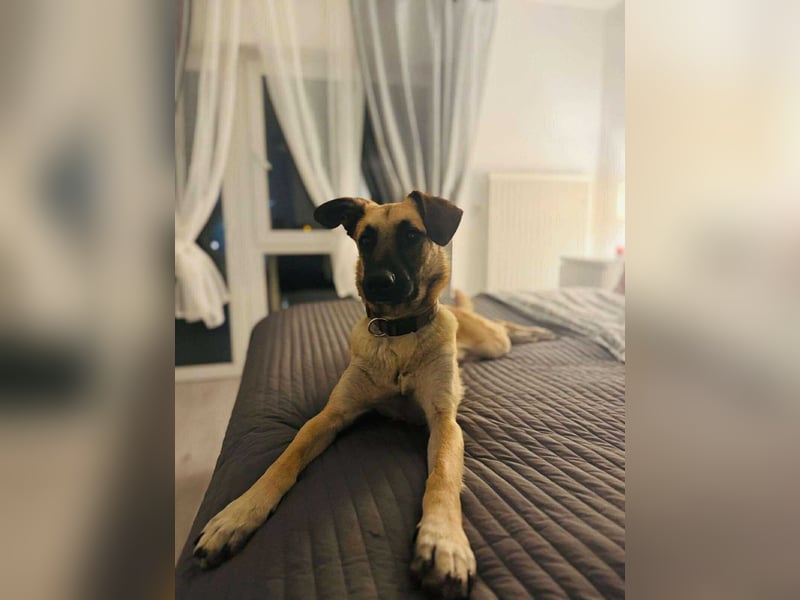 lieber Junghund Malinois Mischlings-Rüde Aladin sucht eine Familie