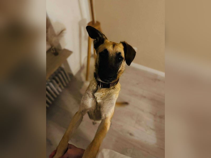lieber Junghund Malinois Mischlings-Rüde Aladin sucht eine Familie