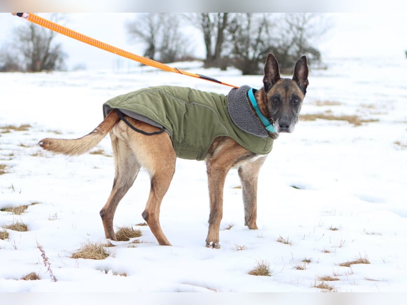 Herzenshund Malinois Mix Kurt sucht seine Menschen