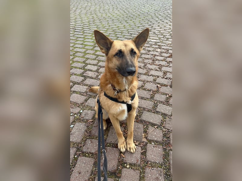 Malinois Mischling Tommy wartet bei Osnabrück