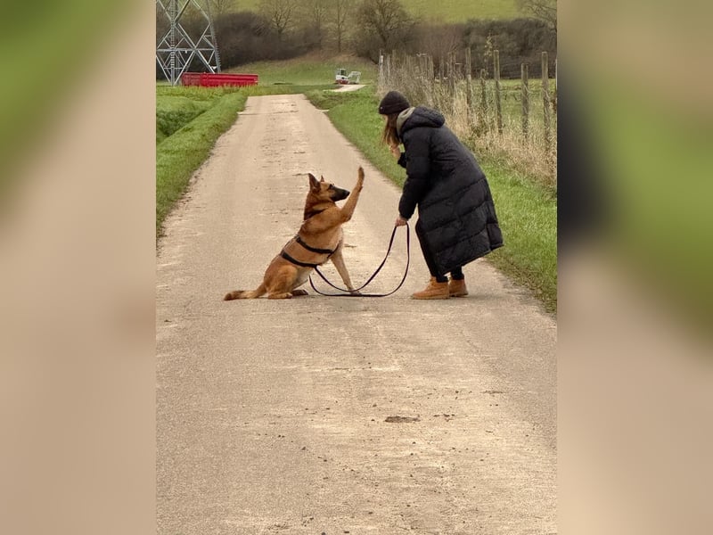 Malinois Mischling Tommy wartet bei Osnabrück