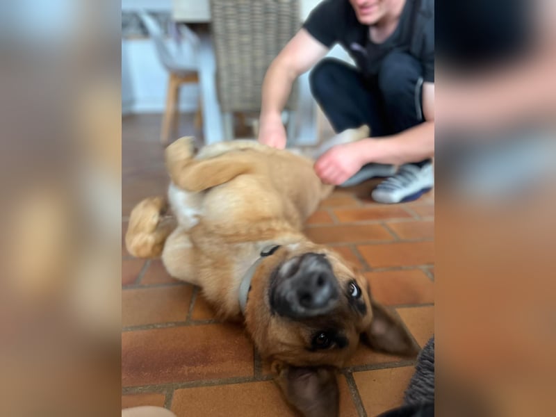 Malinois Mischling Tommy wartet bei Osnabrück