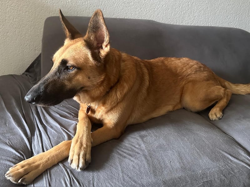 Malinois Mischling Tommy wartet bei Osnabrück