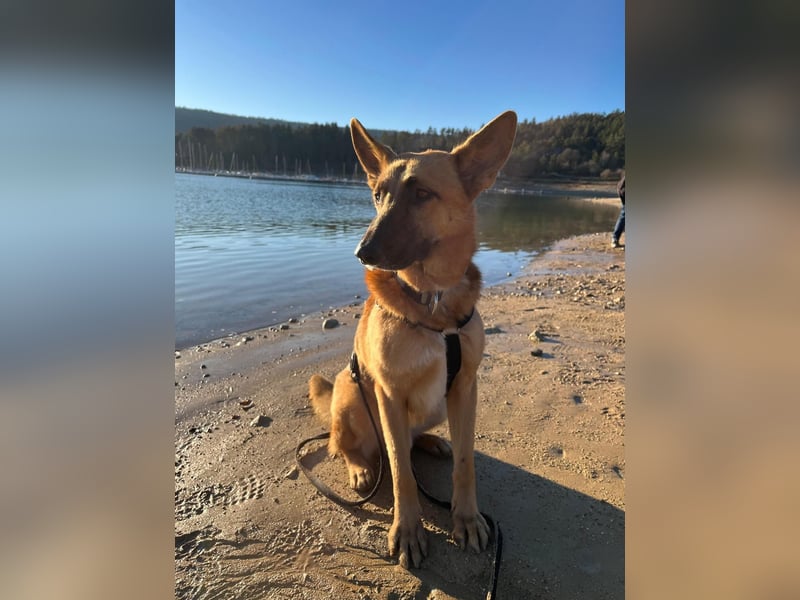 Malinois Mischling Tommy wartet bei Osnabrück