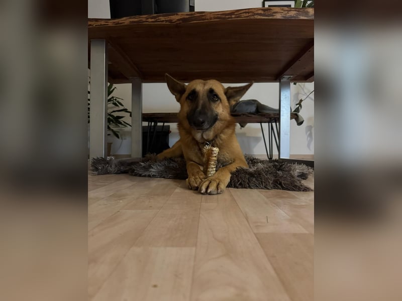 Malinois Mischling Tommy wartet bei Osnabrück
