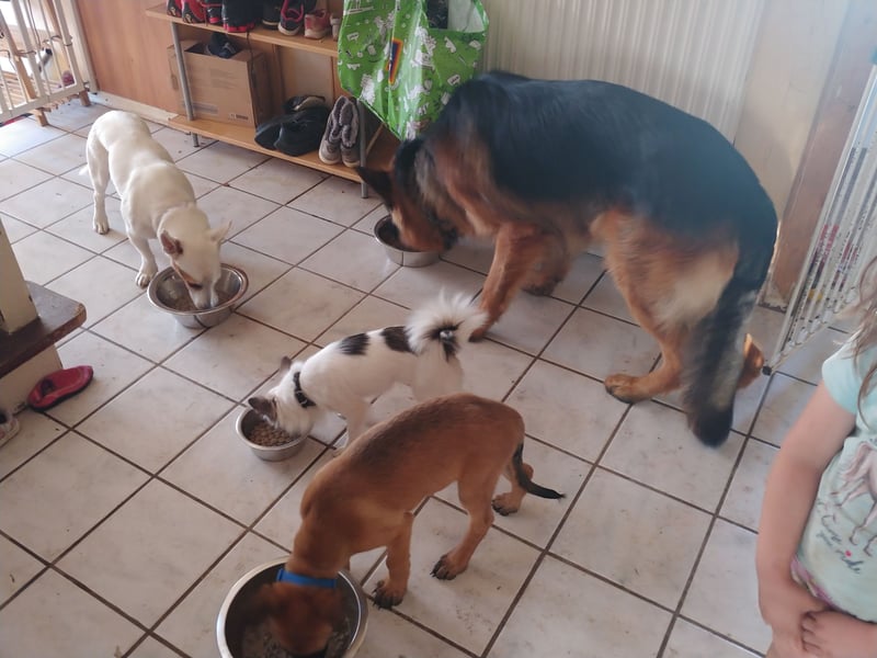 Malinois- Mix