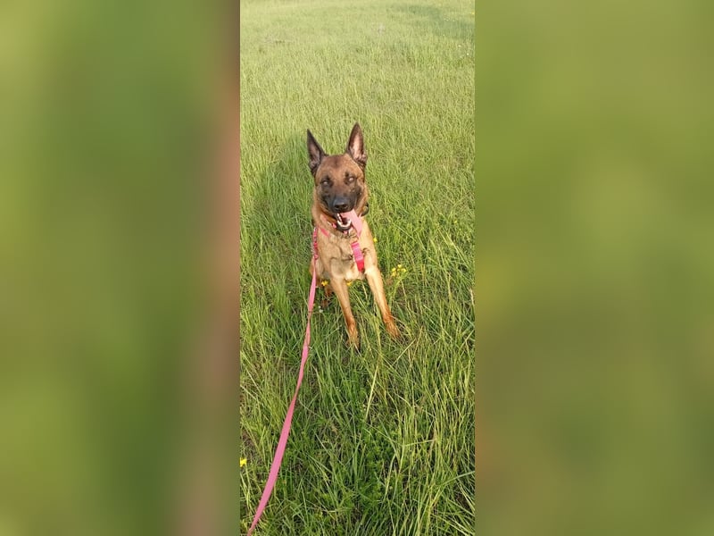 Malinois- Mix